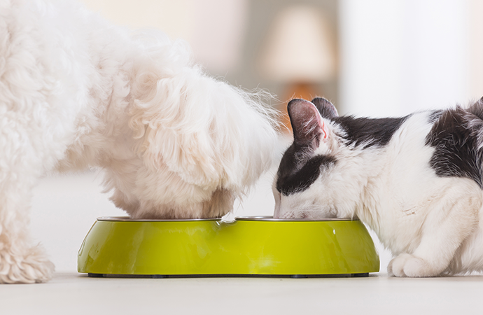 A gift for pet owners, Alanine makes feeding stress-free！