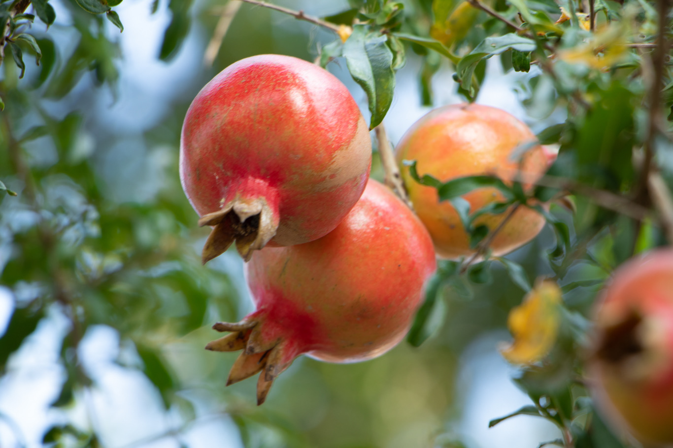 Pomegranates