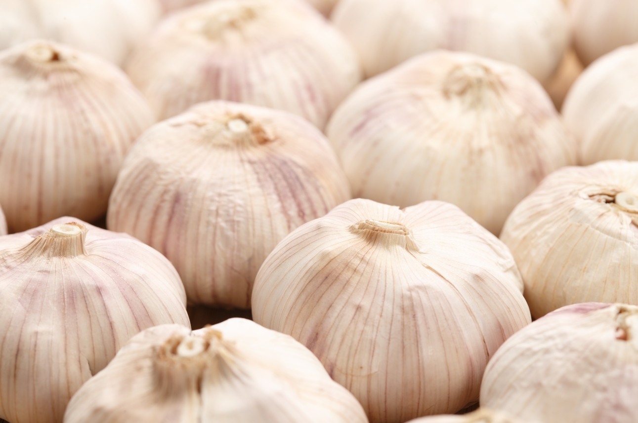 Garlic